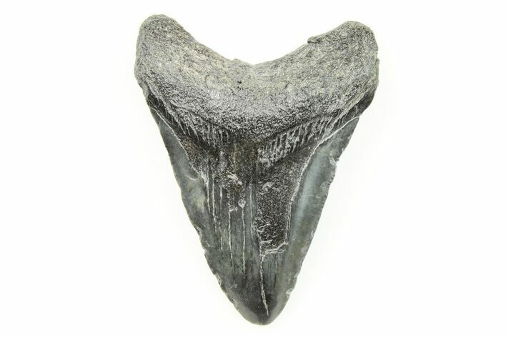Juvenile Megalodon Tooth - South Carolina #196096